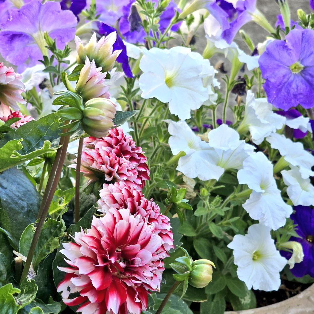 U1Oyo's tweet photo. 朝から暑い🥵
ダリアの二番花が咲き始めたけど一回り以上小さい💦ペチュニアは元気いっぱい🎶
#庭の花 https://t.co/SHQ9gOwged