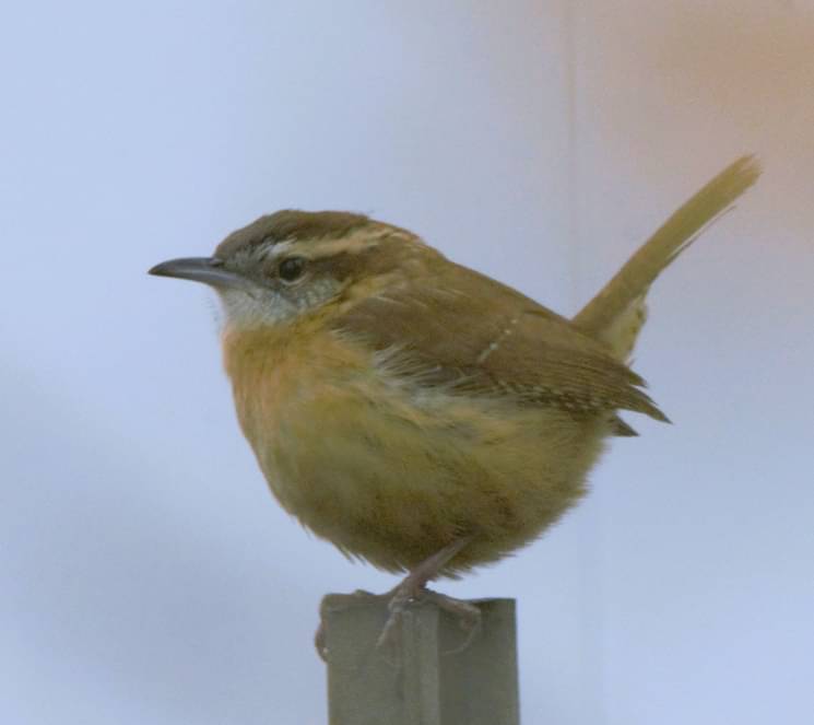 Spctrm72's tweet photo. @drramyamurali Carolina Wren https://t.co/44pyJy3S6H
