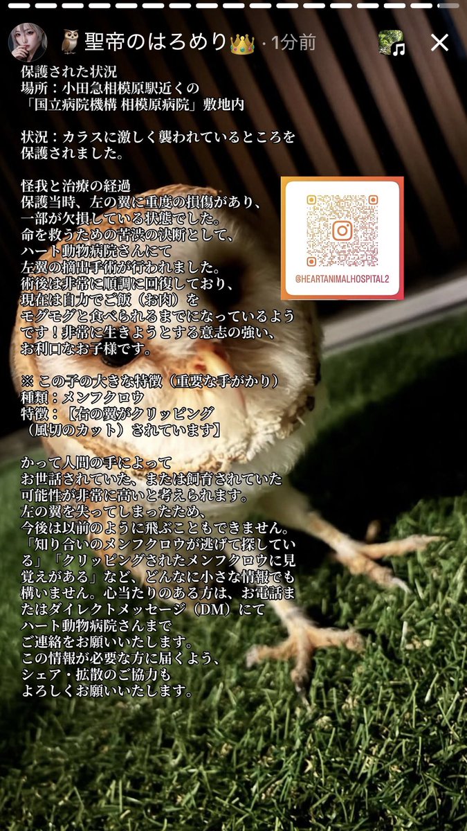 hello_anewworld's tweet photo. 5月30日
迷子のメンフクロウさんが相模原市にあるハート動物病院さんで保護されました。お知り合いの方でメンフクロウを探している家族がいる,クリッピングされたメンフクロウに見覚えがあるという方は、こちらのQRコードを読み込みハート動物病院さんまでご連絡をよろしくお願いいたします。 https://t.co/2EyikwIVvW