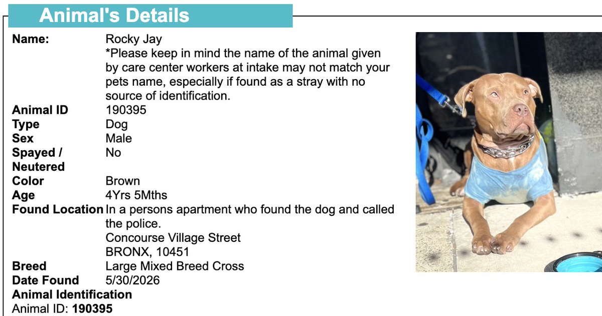 BeeDoDoobieDo's tweet photo. GET YOUR DOG! 🆘 They may NOT get out alive💔

☎️Call NYCACC at 212-788-4000 and ask for dog by animal i.d. # in picture below. #190395

🆘Posted by #TeamAnimalVoice https://t.co/Rbe8smMHZa