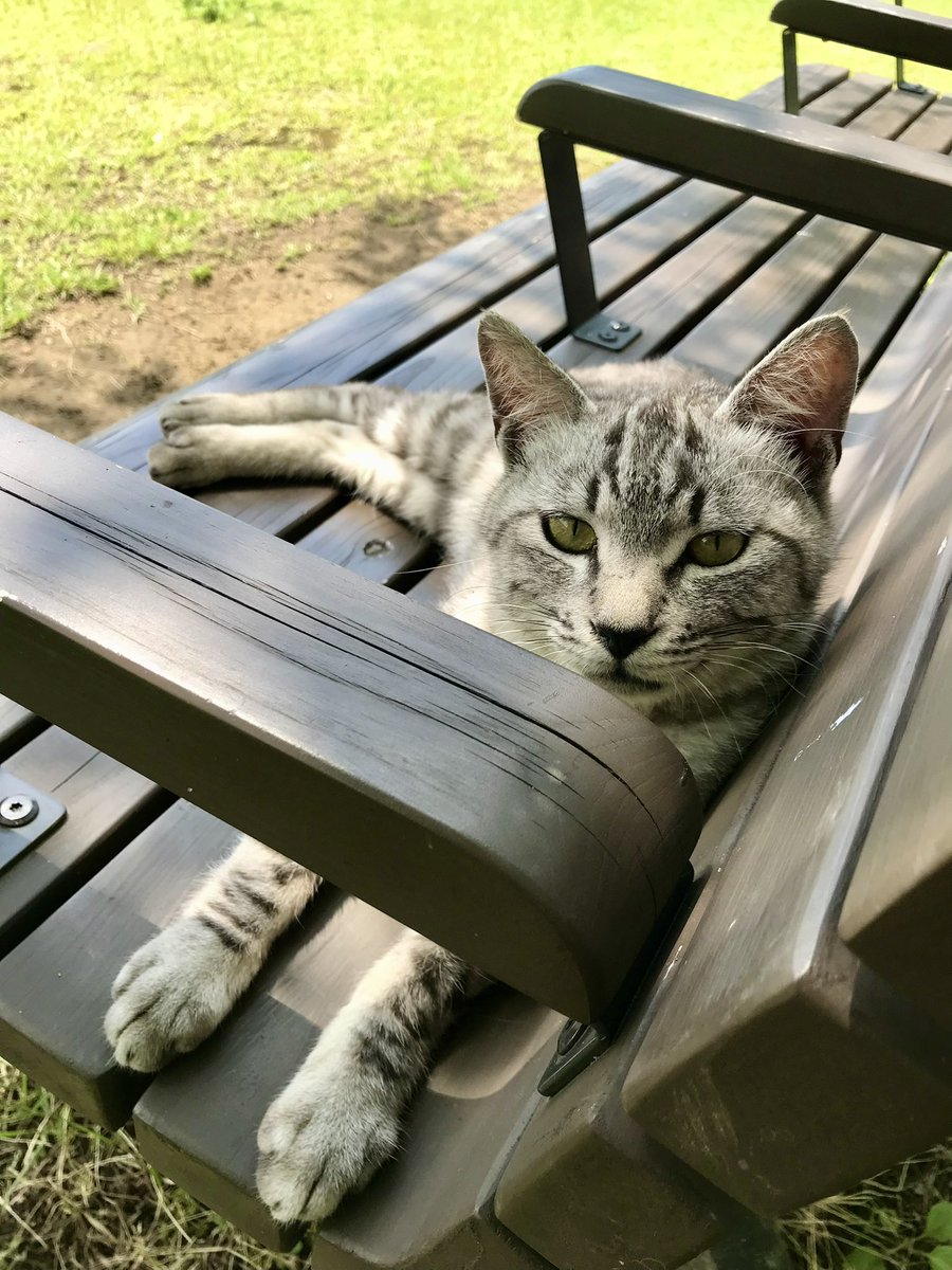 AiGerry's tweet photo. 7年前の今日。この日、長崎市内に遊びに行き、ぷらぷら歩いていたら猫発見。なんとなく後をついて行くと、着いたところは西坂公園・日本二十六聖人殉教記念碑の前…えらいところに案内してくれたねぇ… https://t.co/M3eFCHLu4c