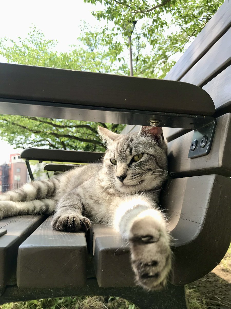 AiGerry's tweet photo. 7年前の今日。この日、長崎市内に遊びに行き、ぷらぷら歩いていたら猫発見。なんとなく後をついて行くと、着いたところは西坂公園・日本二十六聖人殉教記念碑の前…えらいところに案内してくれたねぇ… https://t.co/M3eFCHLu4c