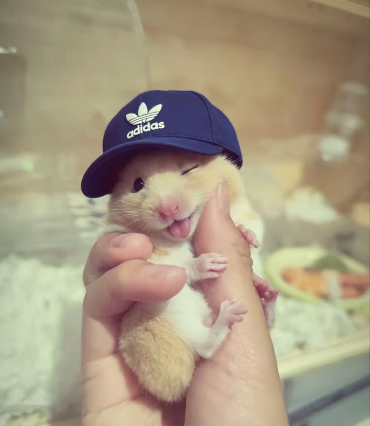 TweetsOfHamster's tweet photo. https://t.co/zs3NadS1gi