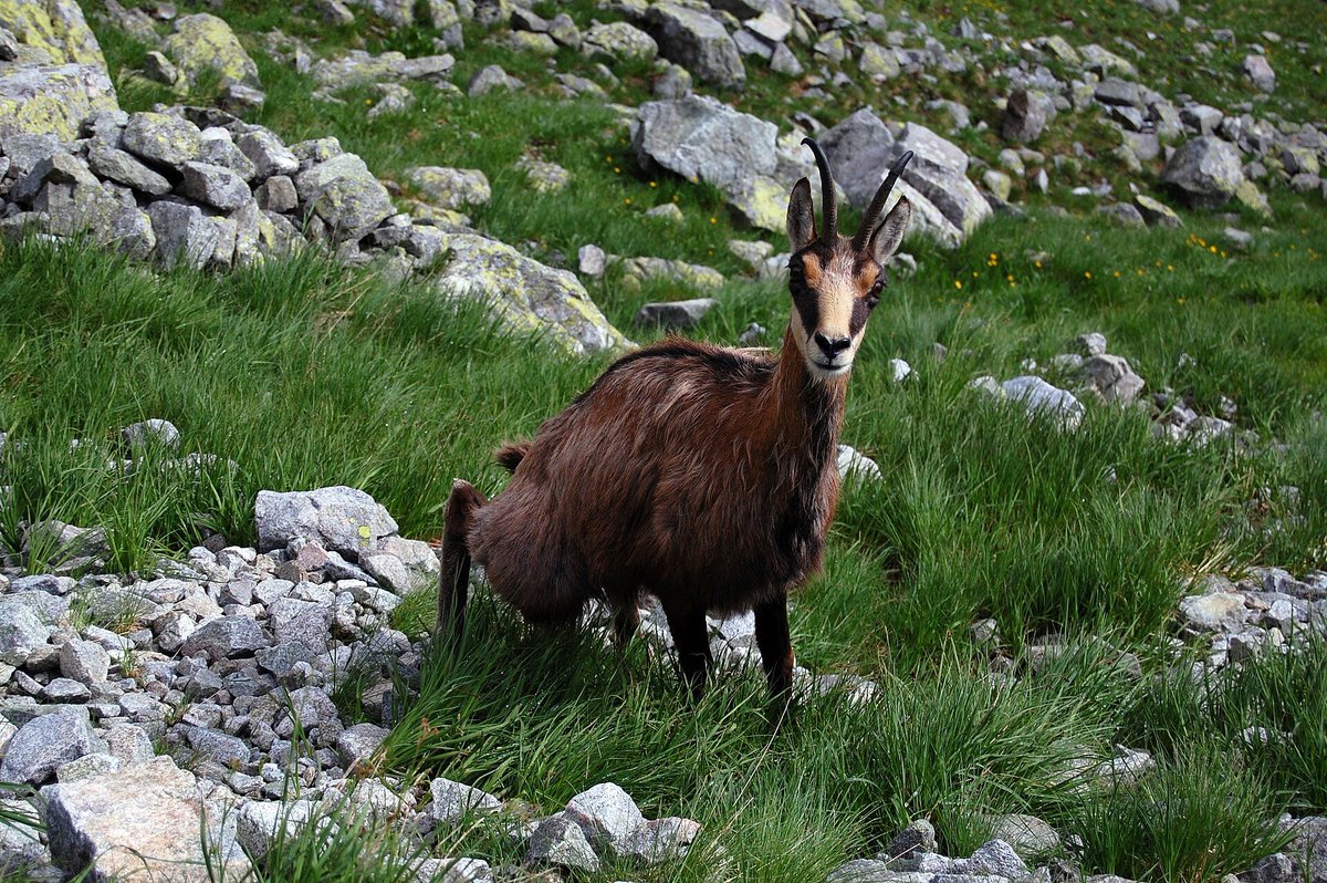 toothy337's tweet photo. @dekodoiko I think best is Kamzík Vrchovský Tatranský (rupicapra rupicapra tatrica).
The Tatra Chamois is number one animal we will think of if someone asks us of national animal. A subspecies of the alpine chamois and is found only in Tatry mountains so it is seen as the symbol of Tatras. https://t.co/xn72Y6wm59
