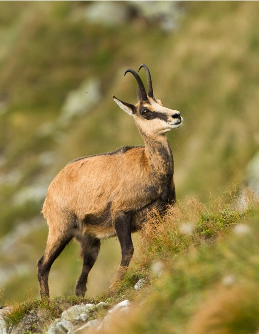 toothy337's tweet photo. @dekodoiko I think best is Kamzík Vrchovský Tatranský (rupicapra rupicapra tatrica).
The Tatra Chamois is number one animal we will think of if someone asks us of national animal. A subspecies of the alpine chamois and is found only in Tatry mountains so it is seen as the symbol of Tatras. https://t.co/xn72Y6wm59