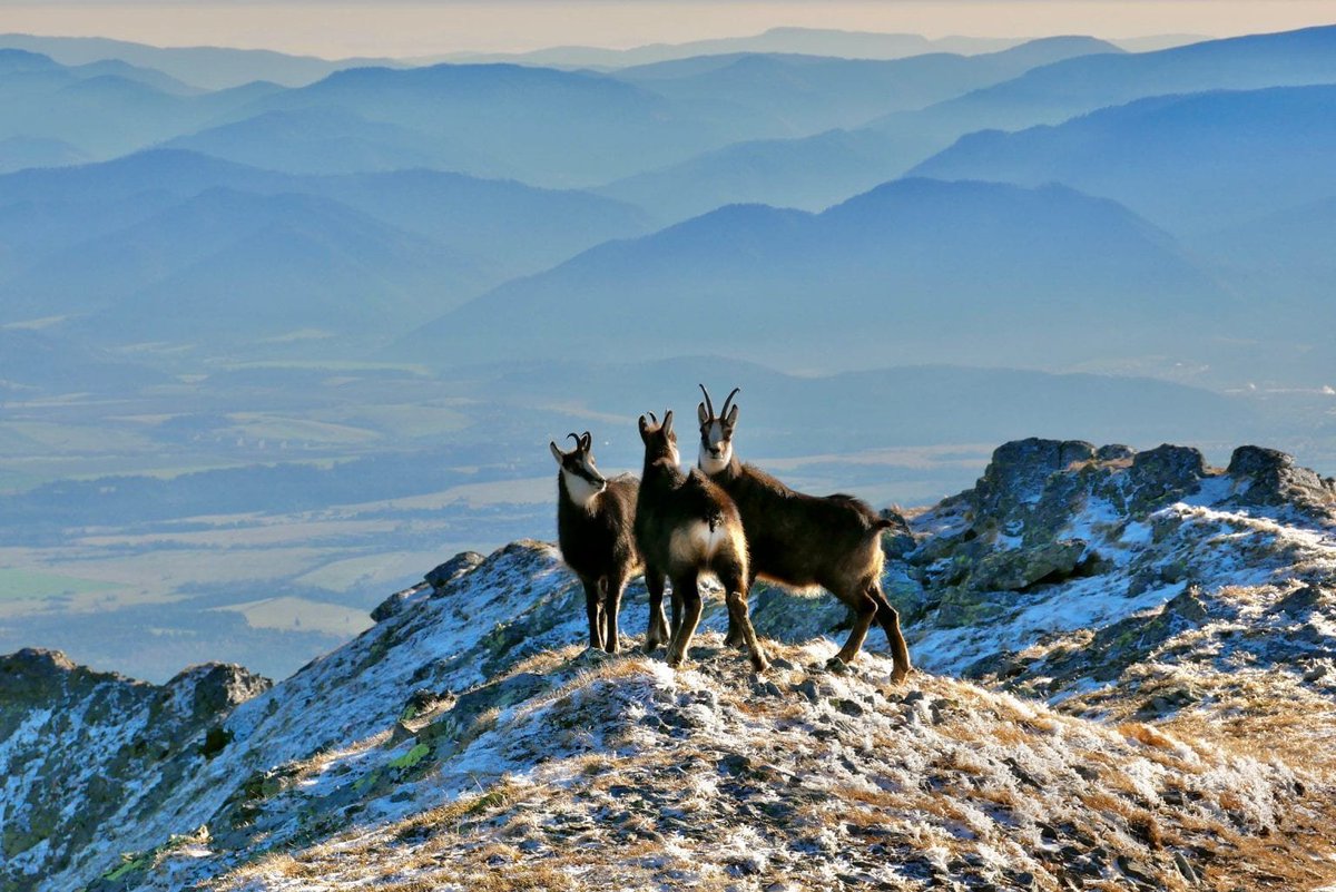 toothy337's tweet photo. @dekodoiko I think best is Kamzík Vrchovský Tatranský (rupicapra rupicapra tatrica).
The Tatra Chamois is number one animal we will think of if someone asks us of national animal. A subspecies of the alpine chamois and is found only in Tatry mountains so it is seen as the symbol of Tatras. https://t.co/xn72Y6wm59