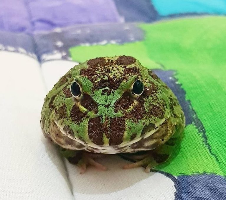 frogofthe's tweet photo. 📅31st May 2026
🏷️ Instagram/pacmanfrogwasabi
💕 #animaloftheday https://t.co/cjhxZY6g2m