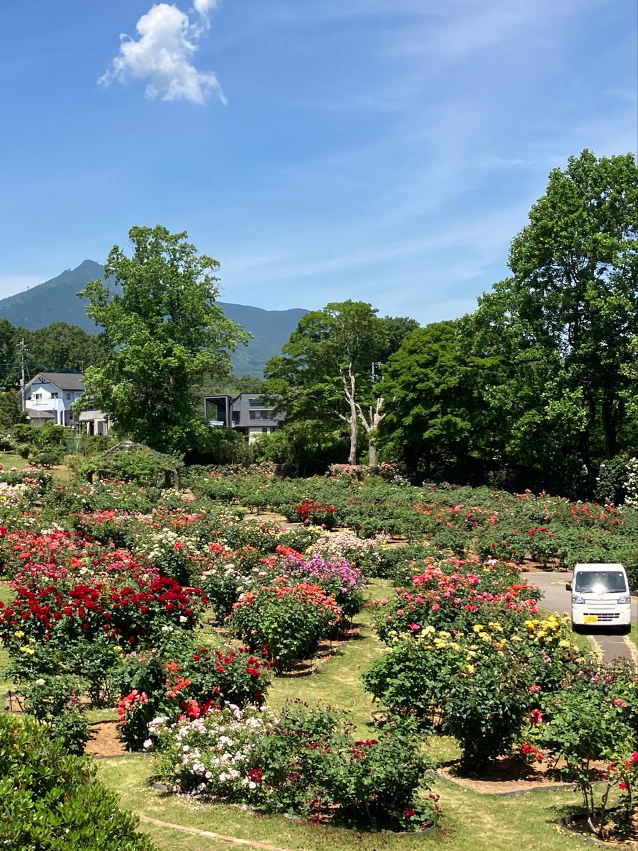 ibarakiflower's tweet photo. 【6/1開花情報】
品種園の様子です🌹
日差しが強いので日陰からバラを眺めている方が多いです👀
https://t.co/pDvzrArce3
#いばらきフラワーパーク ＃春バラ ＃お花を愛でながらちょっと一息 https://t.co/kFNO9xyMMN