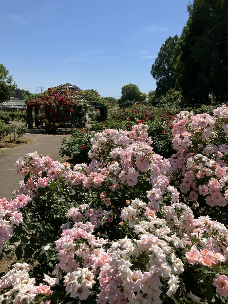 ibarakiflower's tweet photo. 【6/1開花情報】
品種園の様子です🌹
日差しが強いので日陰からバラを眺めている方が多いです👀
https://t.co/pDvzrArce3
#いばらきフラワーパーク ＃春バラ ＃お花を愛でながらちょっと一息 https://t.co/kFNO9xyMMN