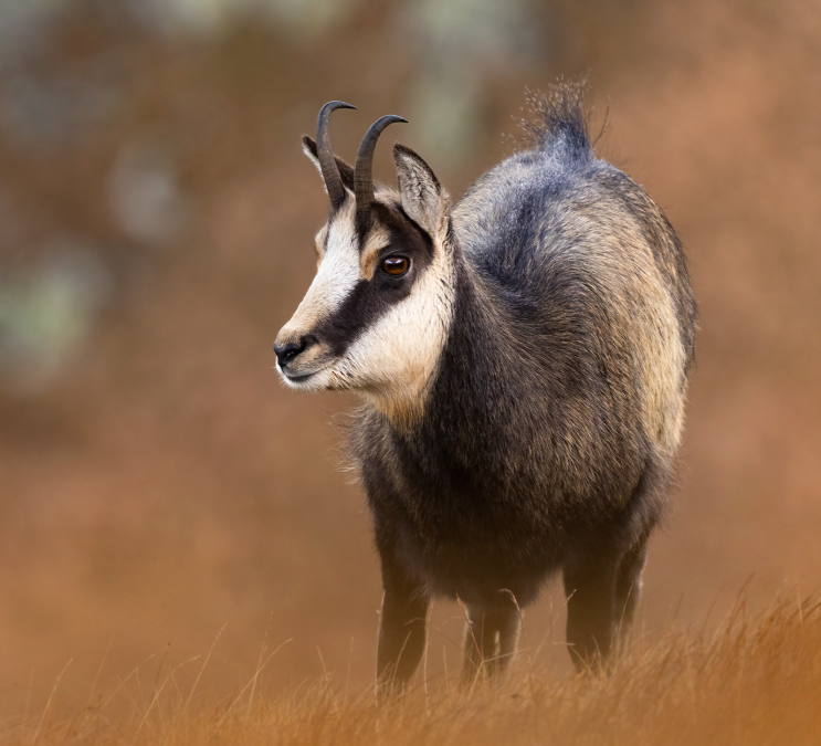 toothy337's tweet photo. @dekodoiko I think best is Kamzík Vrchovský Tatranský (rupicapra rupicapra tatrica).
The Tatra Chamois is number one animal we will think of if someone asks us of national animal. A subspecies of the alpine chamois and is found only in Tatry mountains so it is seen as the symbol of Tatras. https://t.co/xn72Y6wm59