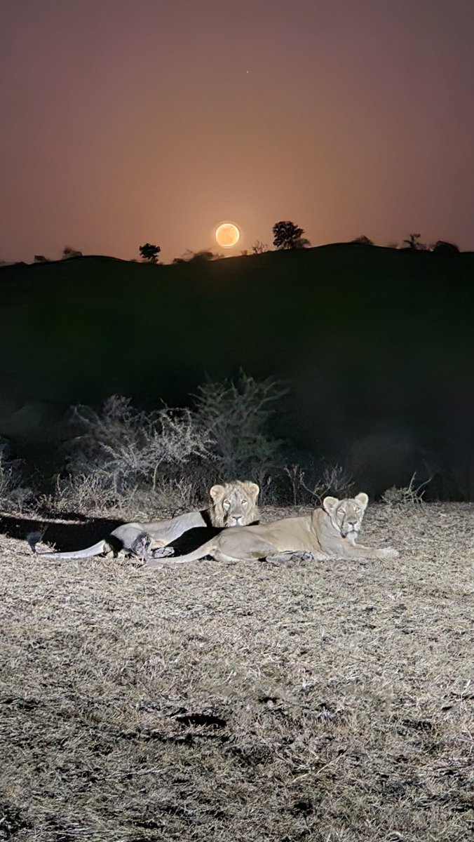 arjunmodhwadia's tweet photo. Radiance of #MicroBlueMoon 💙
majestic Roar of Asiatic Lions 🦁
Incredible Nature 🌿

A Living Spectacle of Gujarat’s Supreme Splendor. 🙏

#incrediblegujarat https://t.co/9CiZ53QWfD