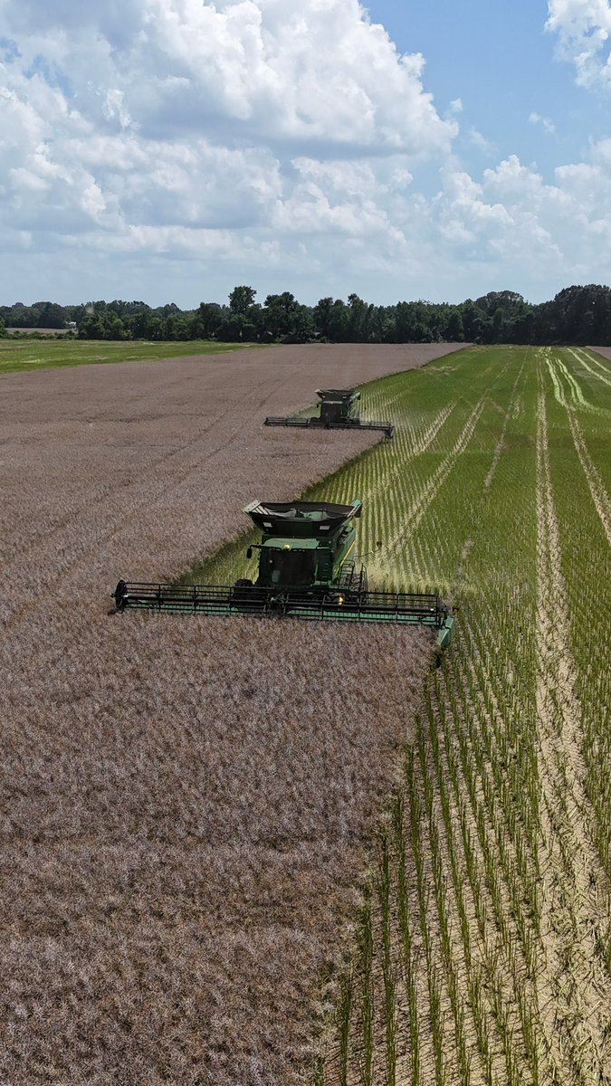 MBWest_'s tweet photo. Just a couple days away from #canola #harvest26 🌾 Buckle up and follow along! 

Get the popsicles, it's going to be fun... and humid 😅

https://t.co/1Vfg7HCEON

#FansofHarvest #customharvest #bushelplus #savingyield https://t.co/StY6JxTBFu
