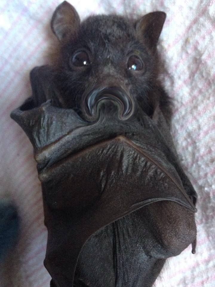 🦇Princess Battica The Third tweet media
