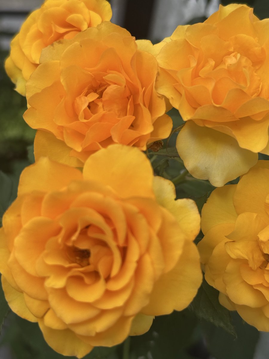 ____jjj223's tweet photo. 皆さま🥰
おはようございます☀

前回に続いて
🌹 タマラコルダーナ🌹
こちらの薔薇をもう一度
あげさせていただきました😊
薔薇🌹って！
素敵な匂いがするのですね！
私の家のタマラコルダーナの匂いは🌹
キンモクセイのお花の匂いがします。

本日も皆さまにとって❤️
素敵な一日になりますように🙏 https://t.co/XpBulDTOUl