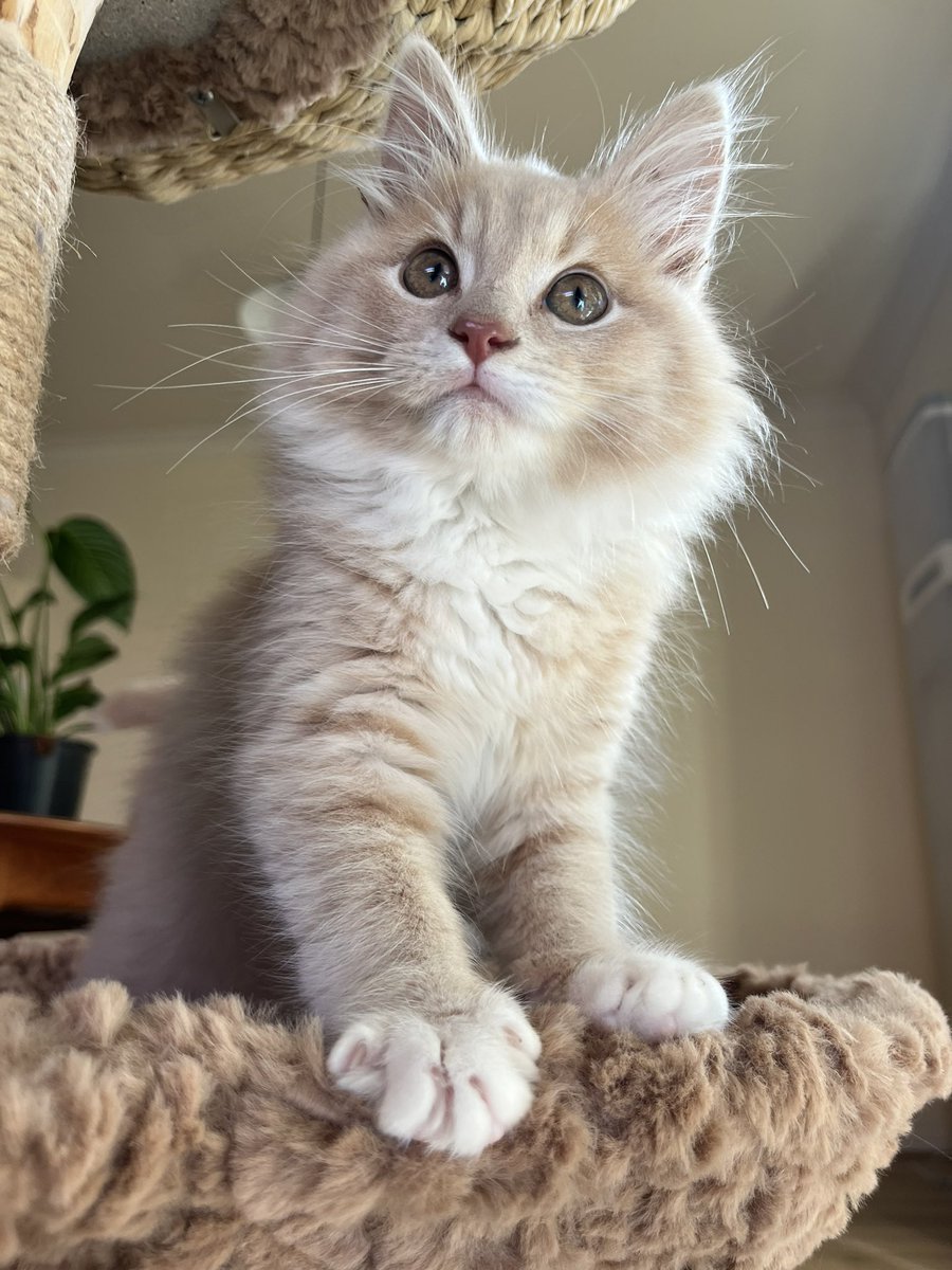 _coromoor's tweet photo. I jokingly started called him ‘ralph wiggum’ while I was still picking a name but now it’s stuck so meet ralph wiggum https://t.co/cZOKZkohtI