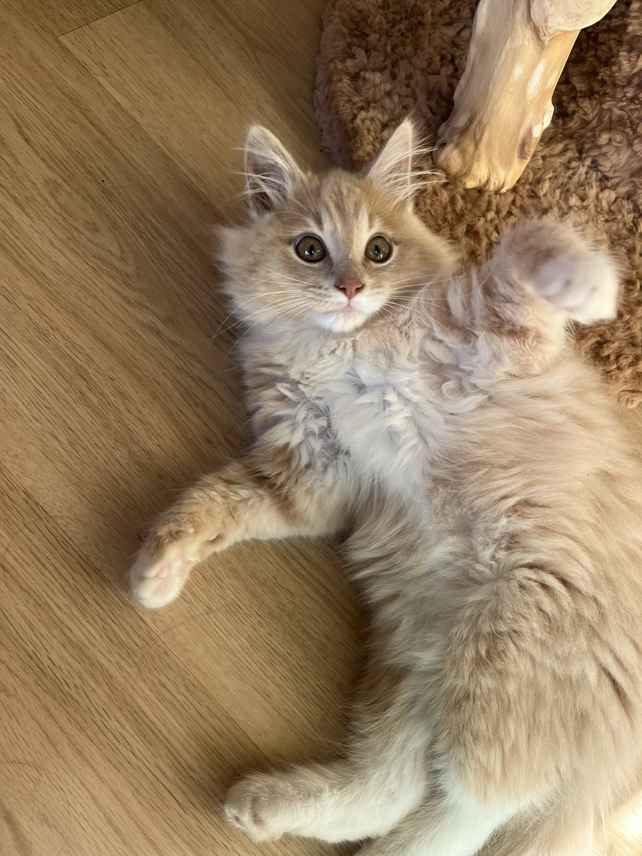 _coromoor's tweet photo. I jokingly started called him ‘ralph wiggum’ while I was still picking a name but now it’s stuck so meet ralph wiggum https://t.co/cZOKZkohtI