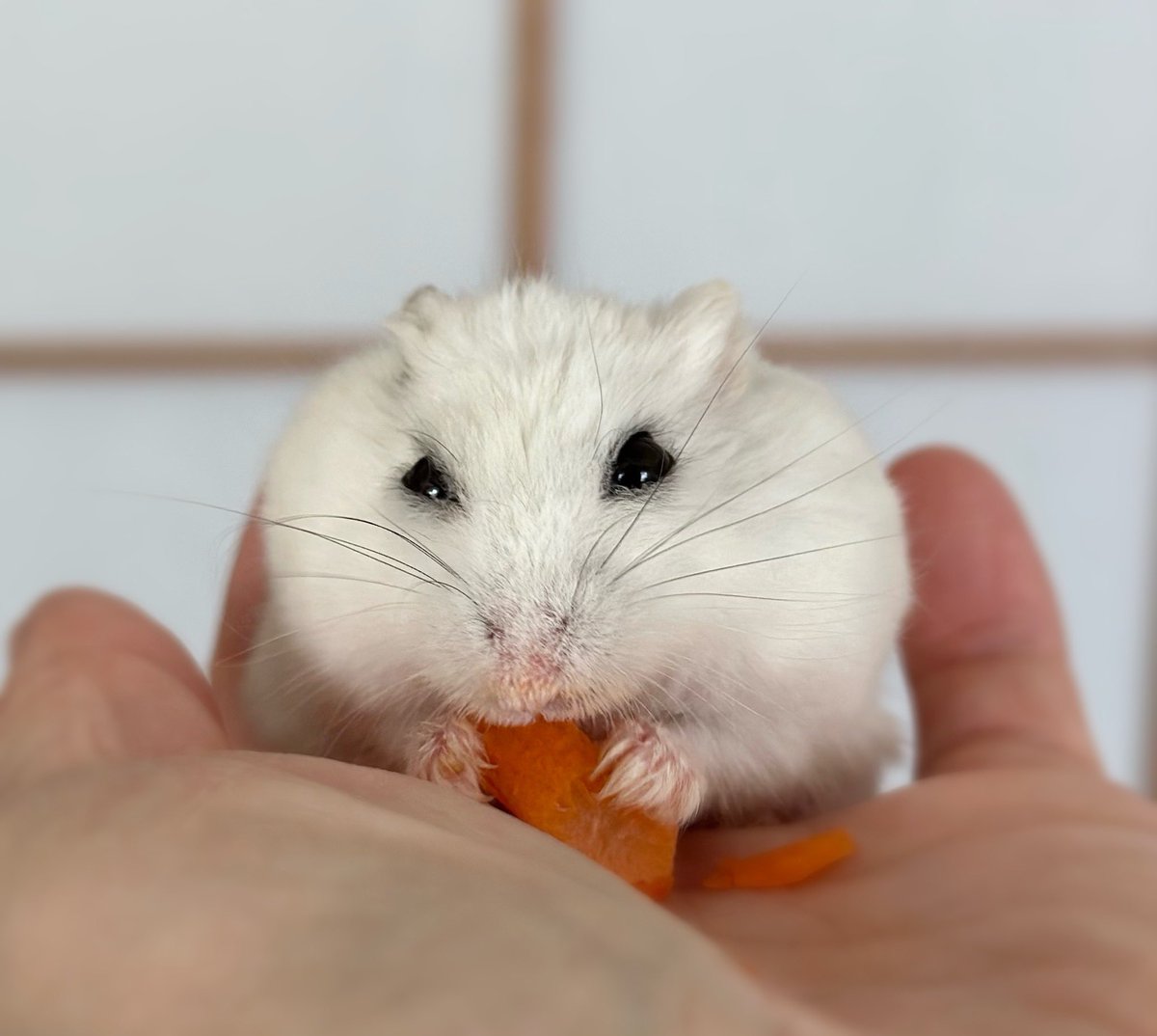 EMdecember's tweet photo. 今月で２歳4ヶ月でち❣️いっぱい食べて、いっぱい寝るんでち☘️

#ハムスター https://t.co/9fYAnt7Hin