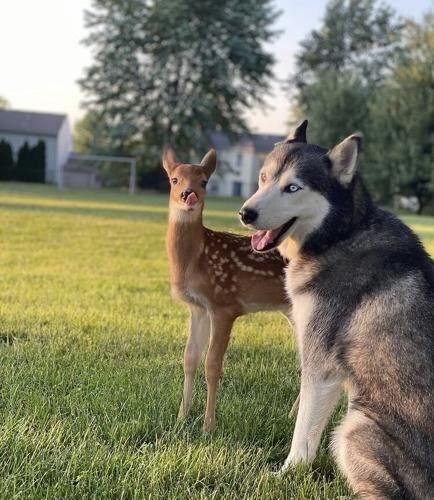 deershouldnt's tweet photo. this dog is hitting kinda different tho https://t.co/0tuajyfegG
