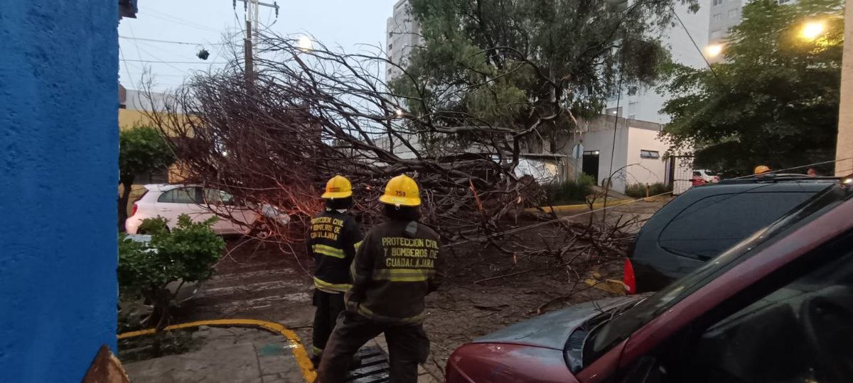 VeroDelgadilloG's tweet photo. Seguimos trabajando en distintos puntos de Guadalajara donde se reportan afectaciones, para liberar vialidades, retirar árboles caídos y limpiar el arrastre que dejaron las lluvias de esta tarde.

Desde hace meses hemos realizado acciones preventivas para enfrentar este temporal y hoy, desde el primer momento de la lluvia, activamos los protocolos de atención.

Gracias a las y los trabajadores del @GuadalajaraGob que están en las calles cuidando a nuestra ciudad y atendiendo los reportes de las y los tapatíos.

Recuerda que, en caso de emergencia, puedes reportar al 911.