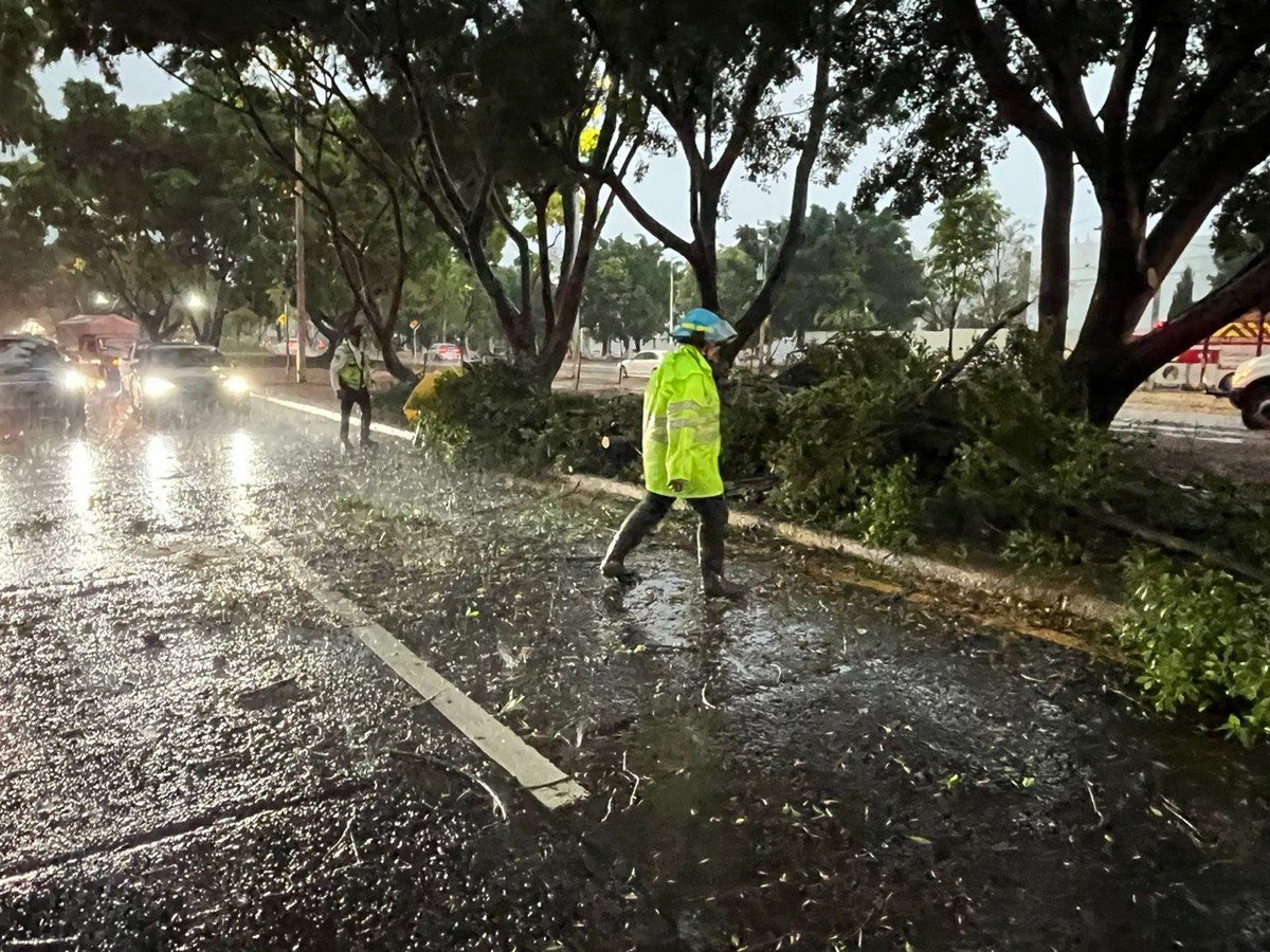 VeroDelgadilloG's tweet photo. Seguimos trabajando en distintos puntos de Guadalajara donde se reportan afectaciones, para liberar vialidades, retirar árboles caídos y limpiar el arrastre que dejaron las lluvias de esta tarde.

Desde hace meses hemos realizado acciones preventivas para enfrentar este temporal y hoy, desde el primer momento de la lluvia, activamos los protocolos de atención.

Gracias a las y los trabajadores del @GuadalajaraGob que están en las calles cuidando a nuestra ciudad y atendiendo los reportes de las y los tapatíos.

Recuerda que, en caso de emergencia, puedes reportar al 911.
