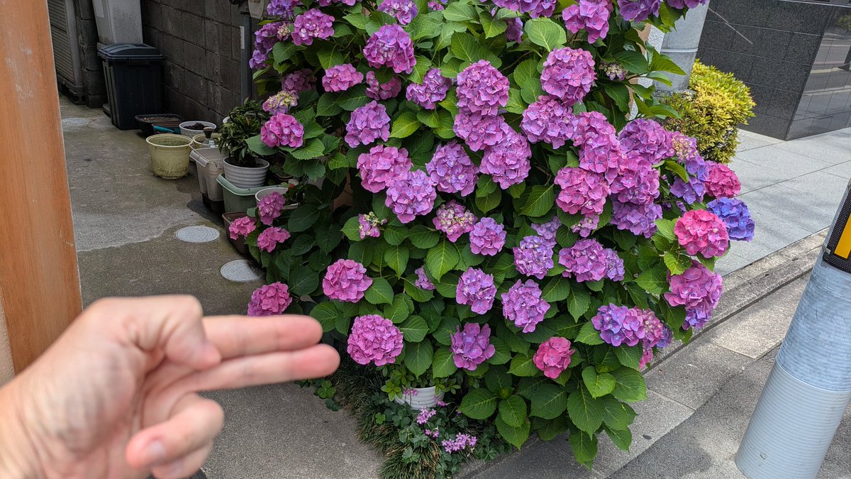 TIGERflyFREE's tweet photo. 6月ですね🐯

#京都 #鴨川 #竹林 https://t.co/qBfWmiWcI6