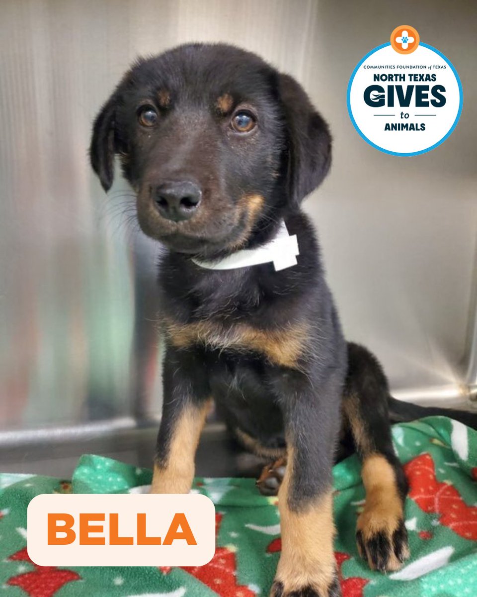 SpayNeuterNet's tweet photo. Today is the final day of North Texas Gives to Animals.

Bella was abandoned, then showed up on a family’s porch. Thanks to donors, she got the care she needed and her family could keep her.

Only hours left to help more pets like Bella before midnight: https://t.co/vmRXevHmxd https://t.co/TAerDwQUcZ