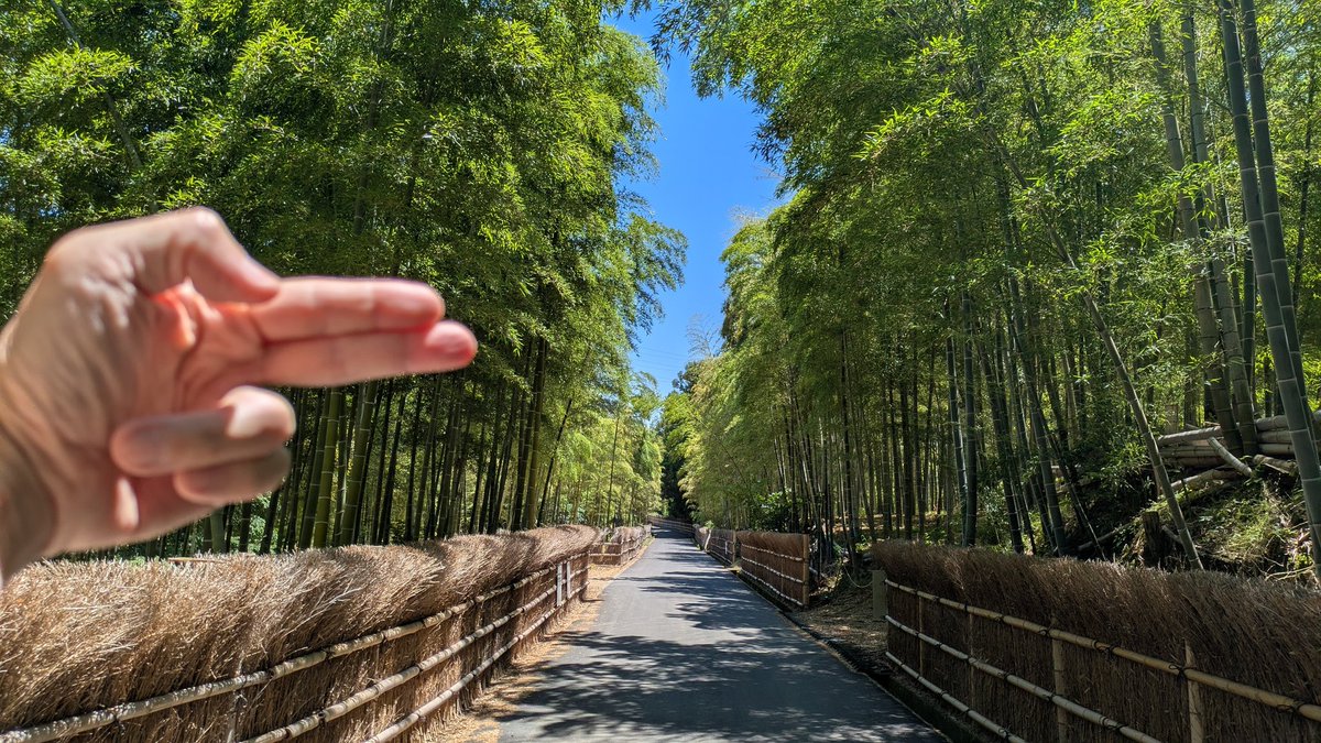 TIGERflyFREE's tweet photo. 6月ですね🐯

#京都 #鴨川 #竹林 https://t.co/qBfWmiWcI6
