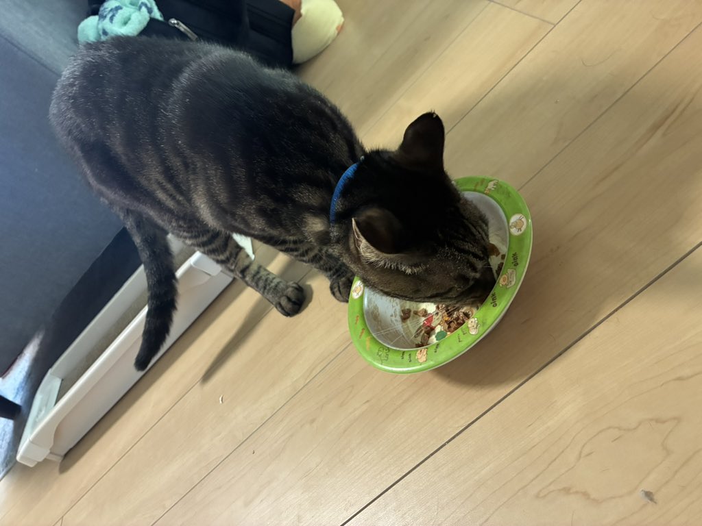 DUNEのツガイはサクラとリュウ😺 tweet media