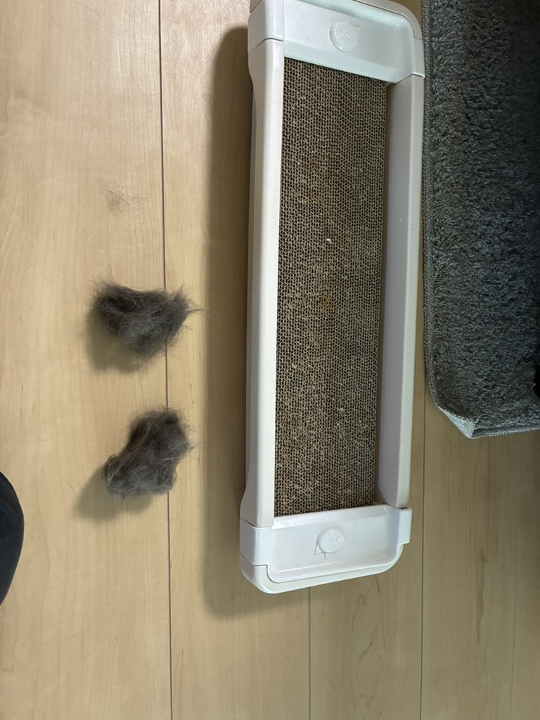 DUNEのツガイはサクラとリュウ😺 tweet media