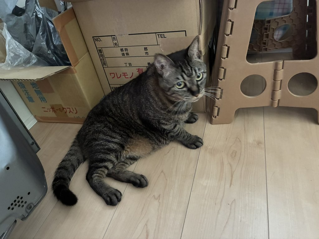 DUNEのツガイはサクラとリュウ😺 tweet media