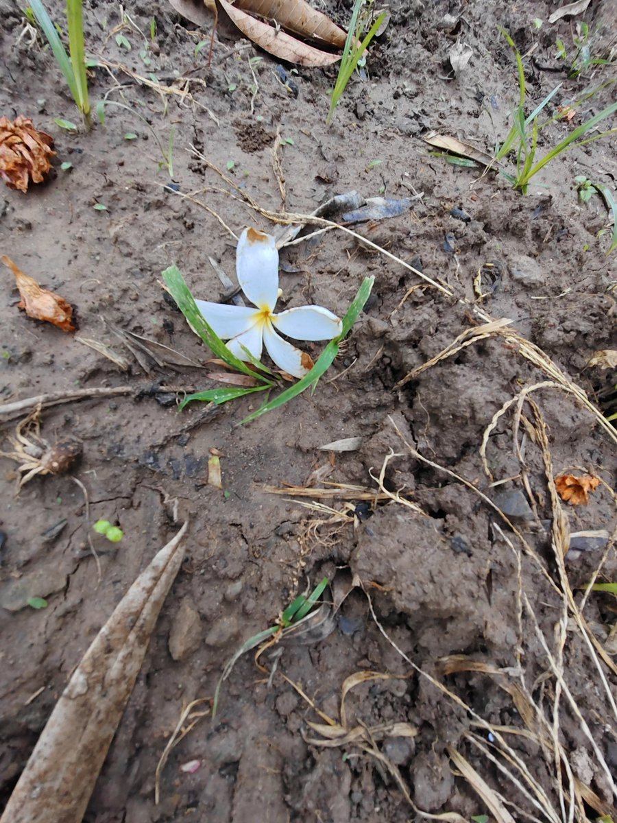 Saphhire_Fire's tweet photo. Signed in to wet soil, fallen flowers, and the quiet conversations of nature.
Logging out of the digital world for a while..
#DigitalFasting https://t.co/YZBNiQ0mw8