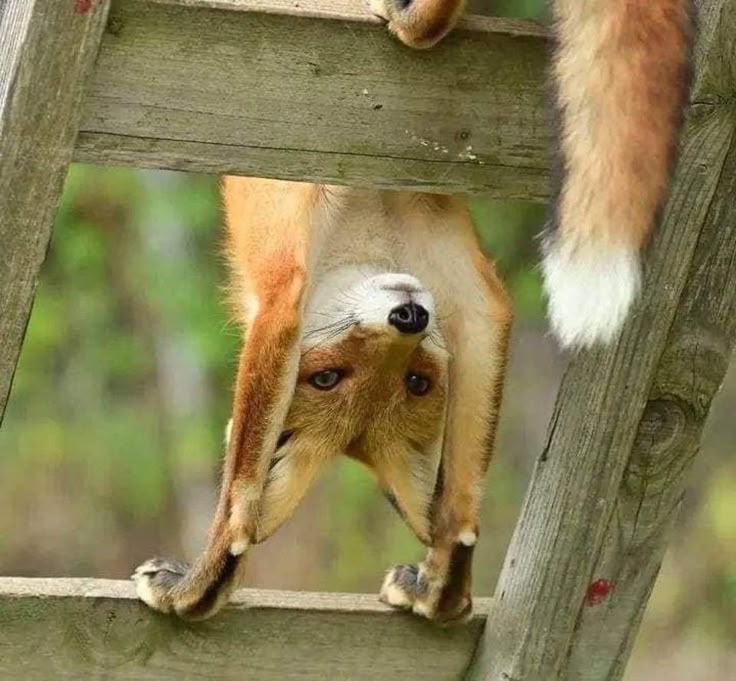 Worlda_Animals tweet picture