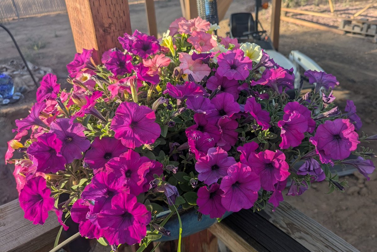 adamKDean's tweet photo. "Don't take life too seriously, you'll never get out alive." - Van Wilder

Here's my happy little bowl of petunias to cheer you grumpy MFers up! 

🤣😂🤣😂 https://t.co/Y1BolY2V4e