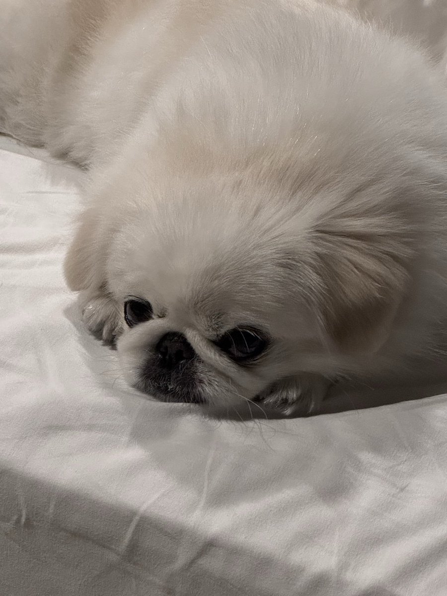 maguritto's tweet photo. お出かけ後はいつもぐったりモーにゃん✨🥱 https://t.co/jH1LuOLO7X