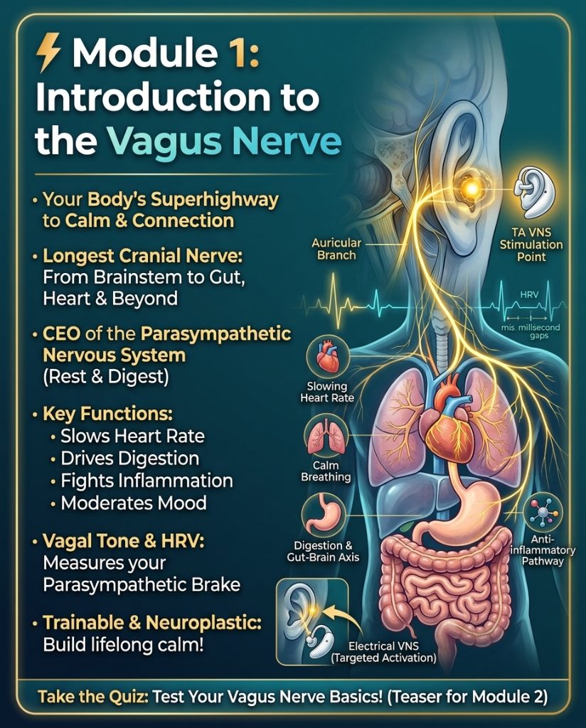 SterlingCooley's tweet photo. The first module in the Vagus Nerve Skool classroom introduces the vagus nerve, calling it your body's superhighway to calm and connection. Named for the Latin word 'vagus' meaning wandering, it's the longest cranial nerve, stretching from the brainstem down to the gut, heart, and beyond. As a mixed nerve, it carries both sensory signals—about 80 percent of its traffic—and motor signals at 20 percent. It branches into left and right vagus nerves, each influencing organs on the opposite side of the body.

This nerve serves as the CEO of the parasympathetic nervous system, your rest-and-digest bestie that counters the stress-driven fight-or-flight response with calm. Vagal tone measures its responsiveness and resilience—essentially, how quickly it applies the parasympathetic brake after stress. It's gauged indirectly through heart rate variability, or HRV, those subtle millisecond fluctuations between heartbeats. A healthy heart doesn't beat like a metronome; higher HRV signals better emotional regulation, stress recovery, immune function, and even social attunement, while low HRV links to anxiety, depression, cardiovascular issues, and chronic inflammation. The good news is vagal tone proves highly trainable through repeated practices like electrical VNS, deep breaths, humming, or cold exposure—building lifelong neuroplasticity.

Key functions include slowing heart rate during relaxation via sinus arrhythmia, driving digestion with stomach acid and gut motility (hello, food coma naps), fighting inflammation through the cholinergic anti-inflammatory pathway with anti-inflammatory cytokines, and moderating mood via serotonin production and the gut-brain axis. Stimulating the vagus nerve taps into your built-in reset button. The module emphasizes its neuroplastic nature: regular activation thickens its myelin sheath for faster signaling, while chronic stress thins it. Every VNS session, breath, or connection acts like a training rep, with the device as coach and the nerve doing the work.

Key takeaways highlight the vagus as a wandering powerhouse for relaxation, digestion, mood, and health—poor tone ties to issues like anxiety, IBS, and inflammation. A quick quiz tests basics, like it's not the shortest cranial nerve and leads the parasympathetic system. Dive into the full module for the quiz answers and a teaser for Module 2 on electrical VNS basics.

https://t.co/gXoUCAjBT7