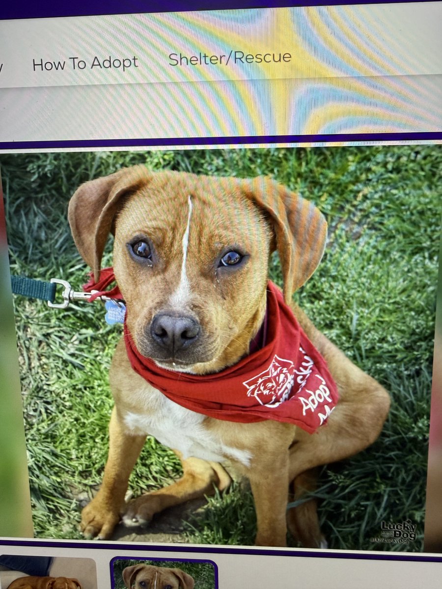 theblockprof's tweet photo. Sunday Family tradition is handling dogs at the DC Lucky Dog Rescue. Today was Spartacus. Lovable and eager to please, a little nervous around other dogs because the past has been tough on him. Need a home. Need a bro. https://t.co/KhChs9KPMG https://t.co/hssdITtVal