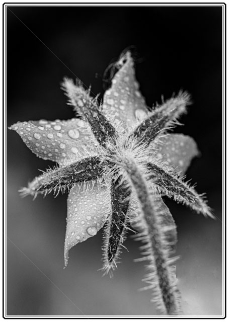 photos_dsmith's tweet photo. A #blackandwhitephoto of the #starflower (#Borage). Its #vibrant #colours have turned #monochrome to show its intimate detail #macrophotography #MacroHour #gardenphotography #blackandwhitephotography #flowers #flowerphotography #photography. See more at https://t.co/VilcfnO0ps https://t.co/V49c1fb4o8
