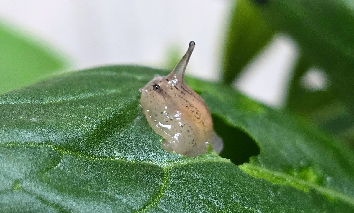 INT0_snails's tweet photo. 여기 어디죠? 전 그저 밥을 먹고있었는데요 https://t.co/3vWRFdqbXZ