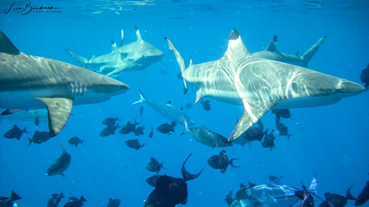 WanderingLifeAU's tweet photo. 𝐄𝐭𝐡𝐢𝐜𝐚𝐥 𝐀𝐧𝐢𝐦𝐚𝐥 𝐓𝐨𝐮𝐫𝐢𝐬𝐦: 𝐒𝐨𝐮𝐯𝐞𝐧𝐢𝐫𝐬 𝐂𝐚𝐧 𝐊𝐢𝐥𝐥

🎁 Ivory. Turtle shell. Shark teeth.

They might look “authentic,” but they come at a massive cost to wildlife.

🚫 Don’t bring cruelty home in your suitcase.

#TravelTips #EcoTourism #WildlifeTrafficking
