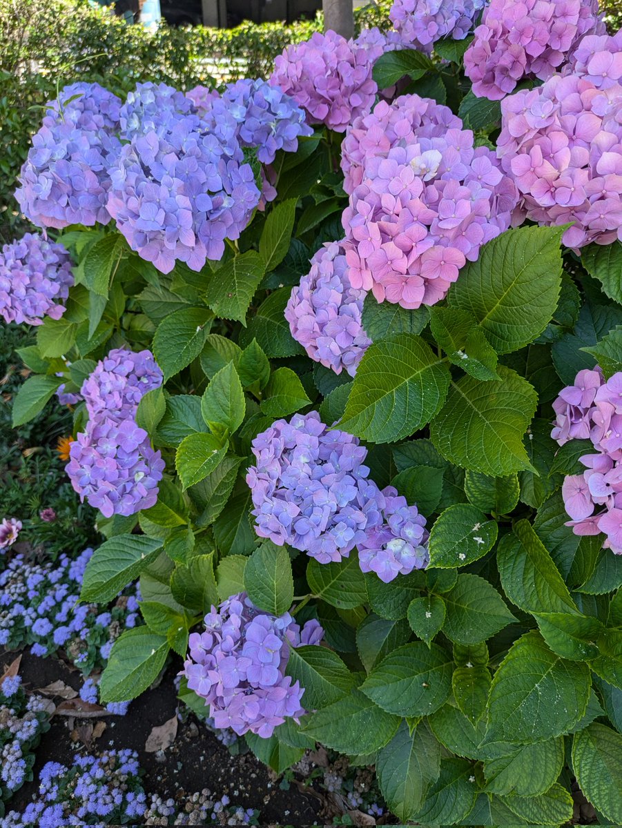 hapi_ta_n1122's tweet photo. 26年6月１日、南公園のお花🩵紫陽花が咲いてた🐱 https://t.co/2qA56LmGDl