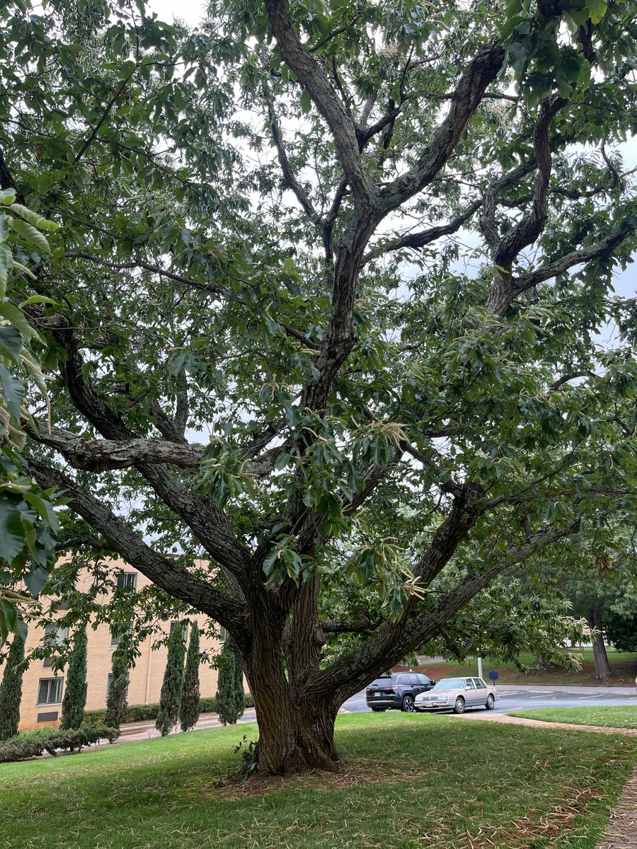JeremiahEnglan5's tweet photo. @PatrickHeizer I learned the American Chestnut story this weekend (historical importance/blight/restoration efforts). Then I found a Chinese walking around Bob Jones University campus this afternoon. Fun weekend. https://t.co/7cRNfwm7AA