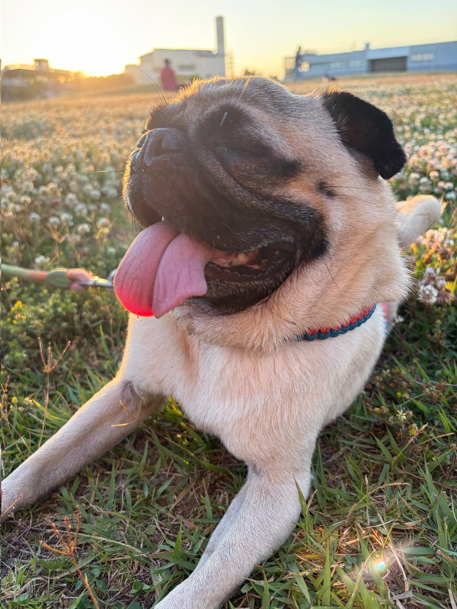 パグ獣🐶作った人→あきぱぐ🐶 (@pugchaa) / Posts / X