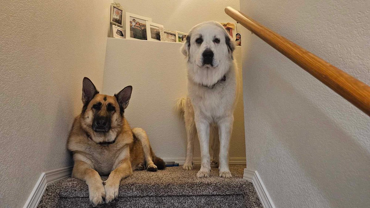 CallisonFarmPyr's tweet photo. Guardians of the stairs! Lynx is growing so big! Thanks Aaron family for the update. #lynx #familytime❤️ #callisonfarmpyrs #update https://t.co/m71BLWRd2N