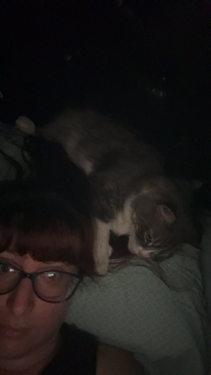 Azciira's tweet photo. she will deadass sleep on my head the whole 8 hours, purring in my ear, and sometimes biting my hair. https://t.co/IyAJzgauaA