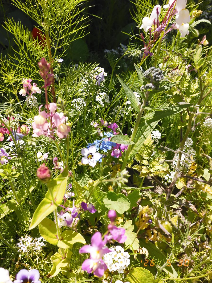 richy2010's tweet photo. everyone check out my pollinator garden 👨🏽‍🌾 https://t.co/vDcRiLciWl