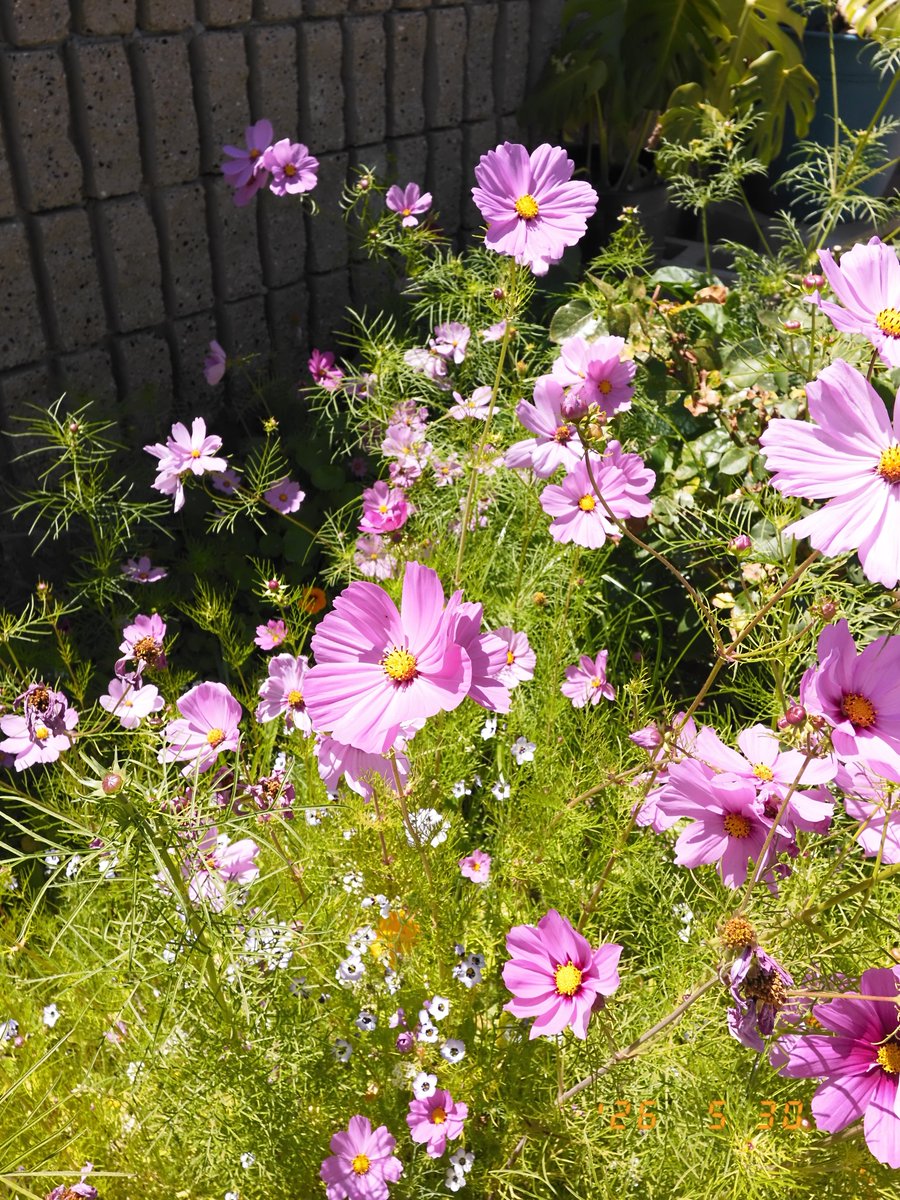 richy2010's tweet photo. everyone check out my pollinator garden 👨🏽‍🌾 https://t.co/vDcRiLciWl