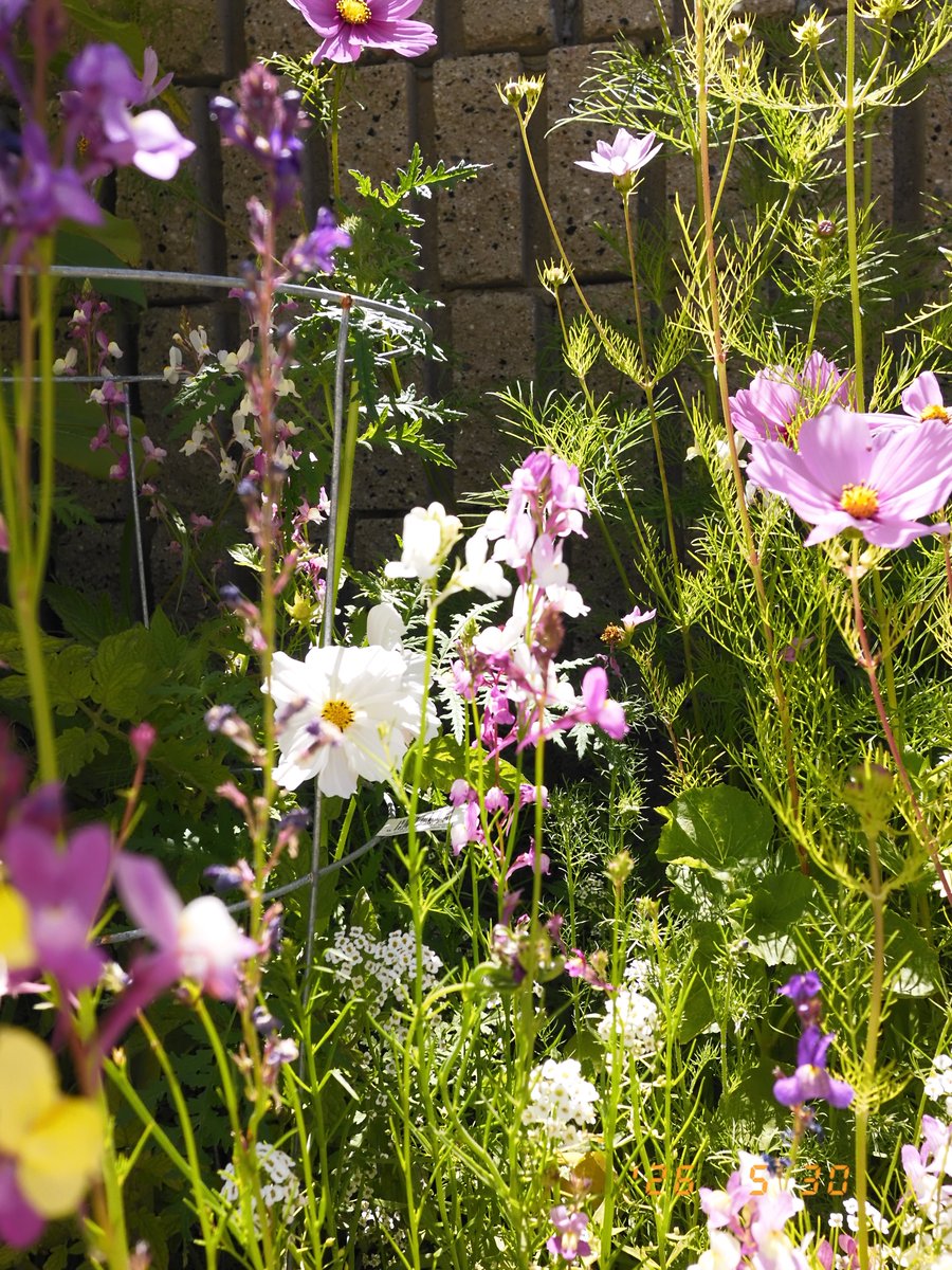 richy2010's tweet photo. everyone check out my pollinator garden 👨🏽‍🌾 https://t.co/vDcRiLciWl