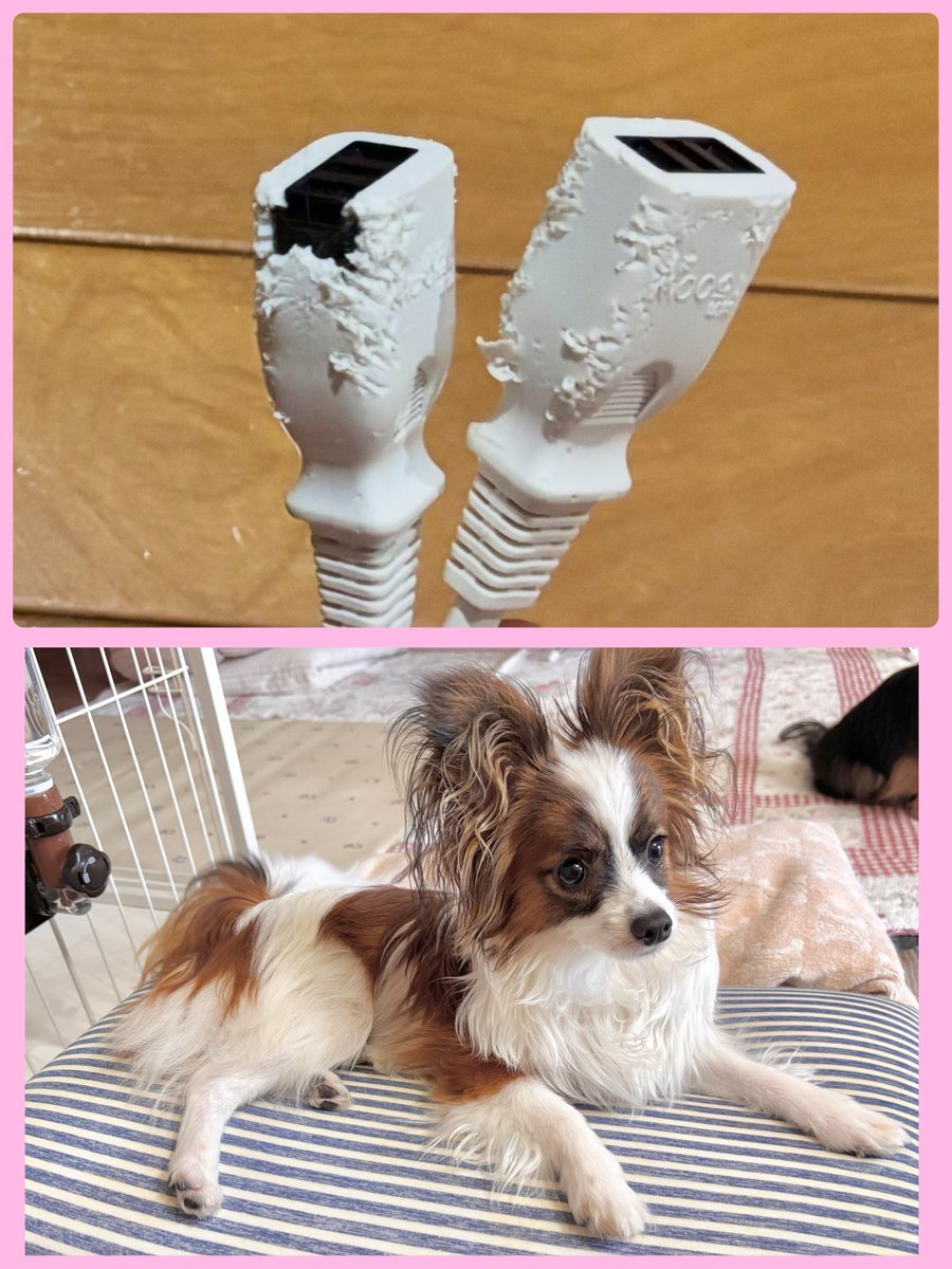 ko_rin0208's tweet photo. 6/1今日で10ヶ月🐶

スクスク元気に成長中
ただいま2.18kg
大きくなったね✨

毎朝家の中を走り回り1人運動会💨
からのお気に入りの枕でねんね(旦那さんのお下がり

カミカミ大好き🐶 パピ被害者の会🐶
また会員が増えたよ🥲
はい、これコンセントたちー🔌🔌😆 https://t.co/wxMP2ntqXD