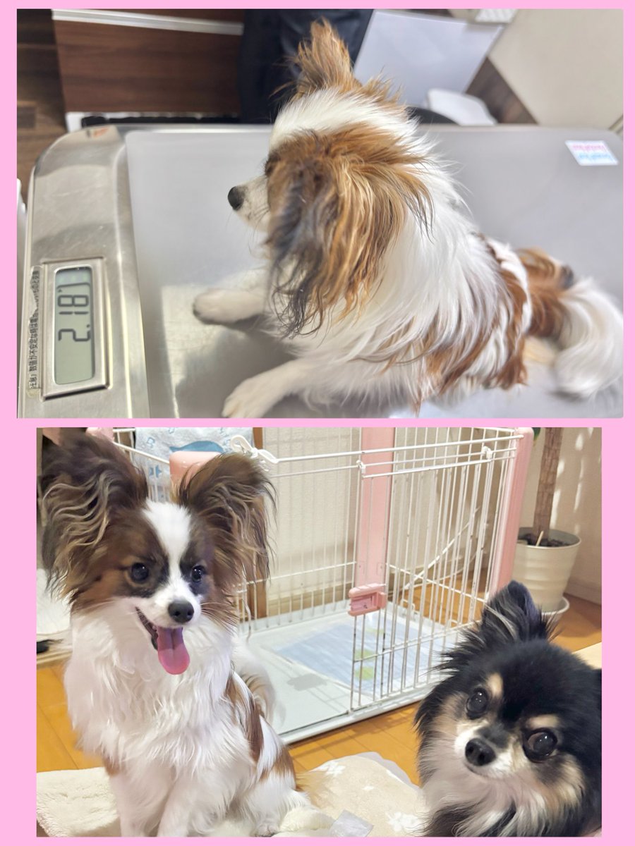 ko_rin0208's tweet photo. 6/1今日で10ヶ月🐶

スクスク元気に成長中
ただいま2.18kg
大きくなったね✨

毎朝家の中を走り回り1人運動会💨
からのお気に入りの枕でねんね(旦那さんのお下がり

カミカミ大好き🐶 パピ被害者の会🐶
また会員が増えたよ🥲
はい、これコンセントたちー🔌🔌😆 https://t.co/wxMP2ntqXD