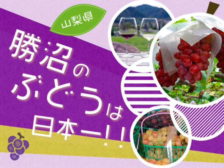 Tours_Master's tweet photo. ／
勝沼のブドウはやはり日本一だった🍇！
＼

2019年8月に「ワイン県」を宣言した山梨県🍷
日本でワイン生産の3割以上のシェアを持ち、80社以上のワイナリーがあります🛖
いずれも日本一だそうです🇯🇵

▼詳細はこちら
https://t.co/K35avF6KWP

#ぶどう狩り
#ツアーマスター
#旅行好きと繋がりたい https://t.co/ngJav2l1GY